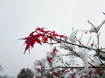 雪中紅楓素材