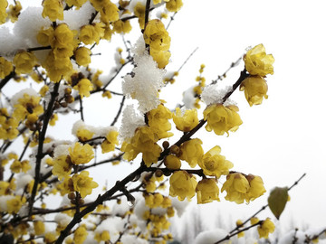 雪中臘梅素材
