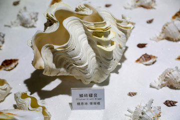 嶗山黃山村海洋館