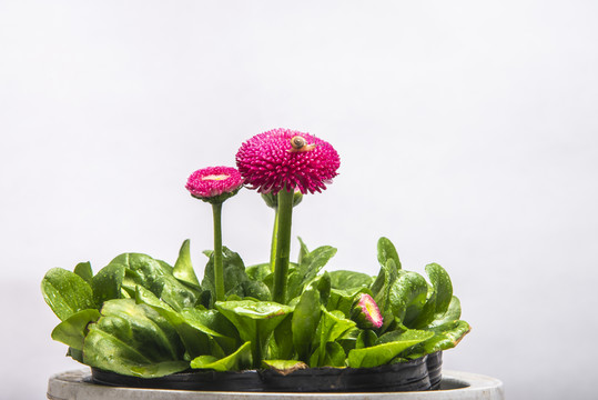 花