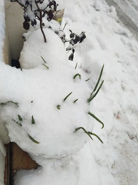 菜園