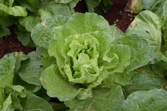 水白菜山東白菜