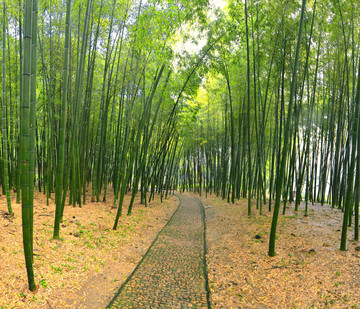 竹林小路