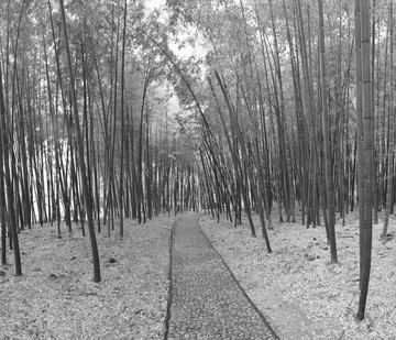 竹林小路