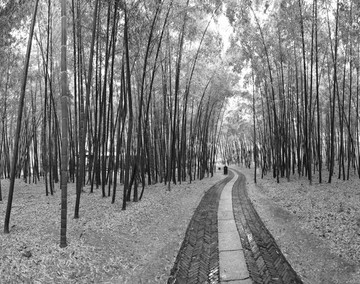 竹林小路
