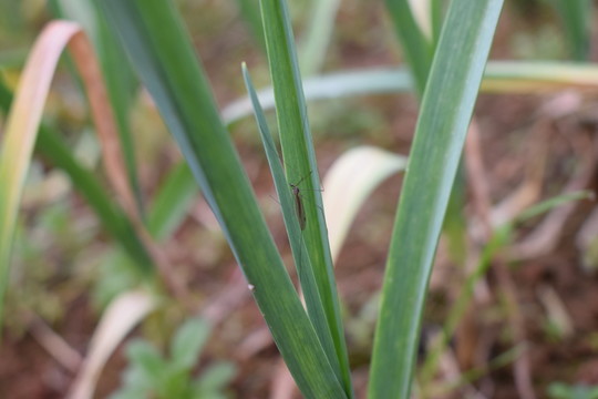 蒜苗蒜葉蔬菜蚊子
