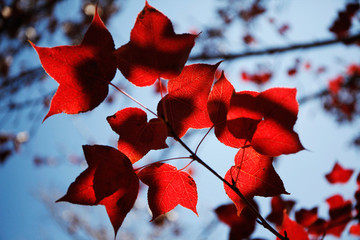 紅葉