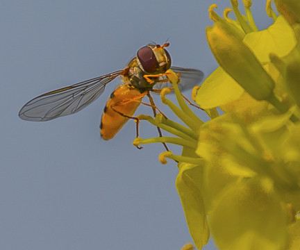 蜜蜂