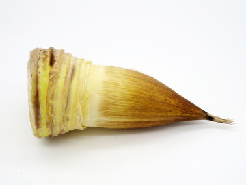 冬筍