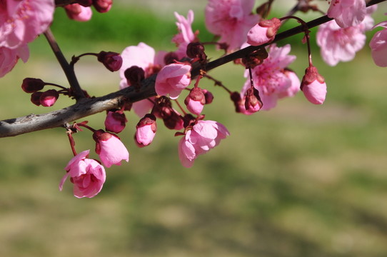 盛開(kāi)的美人梅