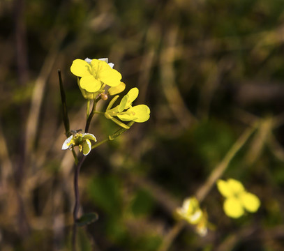黃花