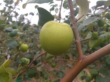 青棗