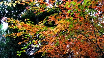溫州景山公園