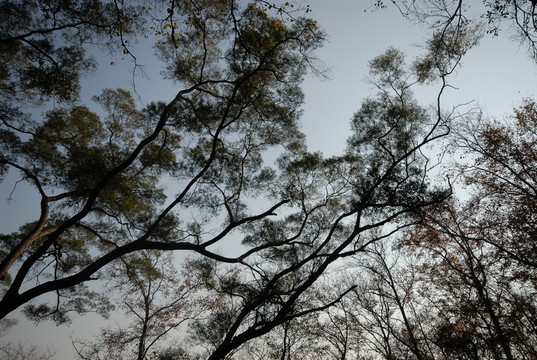 楓葉林