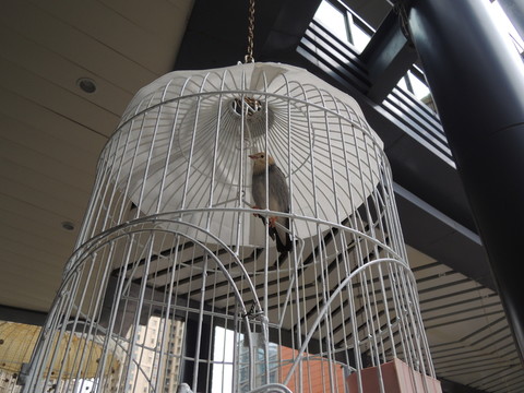 鳥