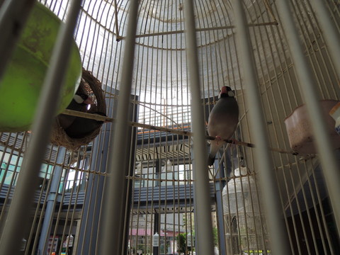 鳥