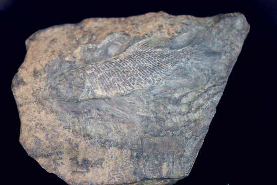 中華半椎魚