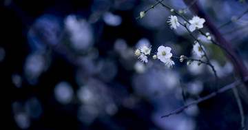 梅花