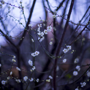 梅花
