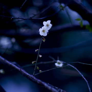 梅花