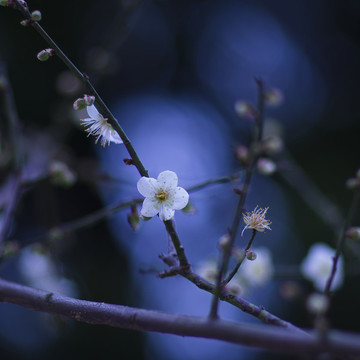 梅花