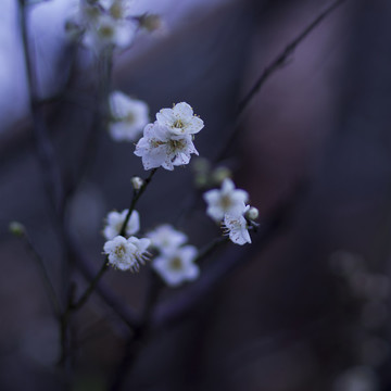 梅花