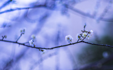 梅花