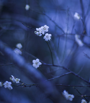 梅花