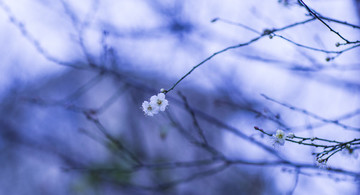 梅花