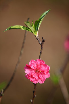 樹木園的桃花