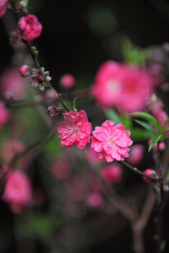 樹木園的桃花