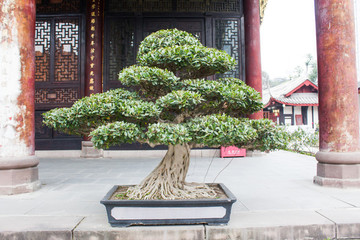盆景盆栽