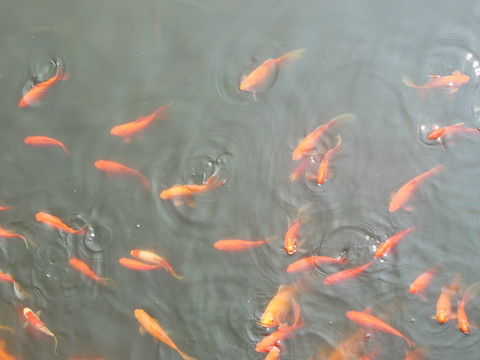 金魚(yú)