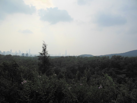 城市與森林的交界處