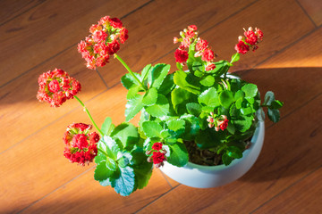 長壽花
