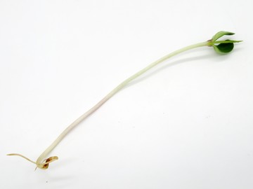 豆苗