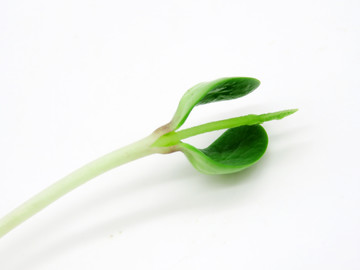 豆苗