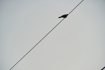 斑鳩