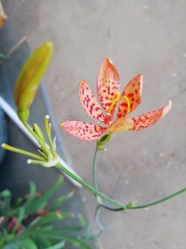 蘭花