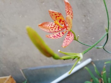 蘭花植物