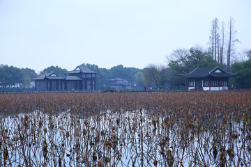 杭州曲院風(fēng)荷秋景
