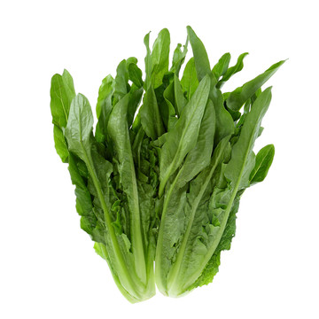 油麥菜
