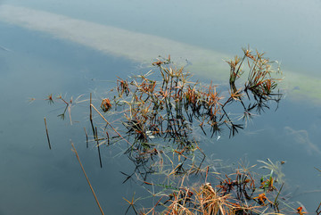 水草