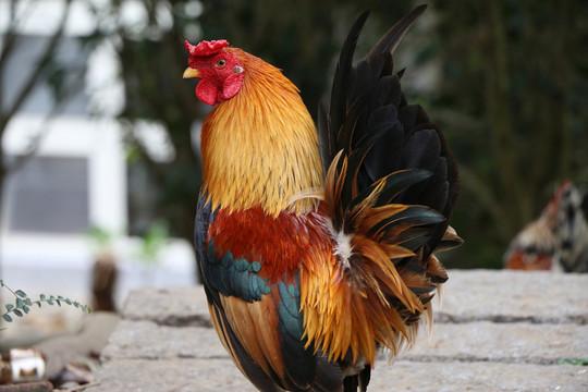 雞