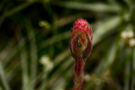 雞冠花幼苗