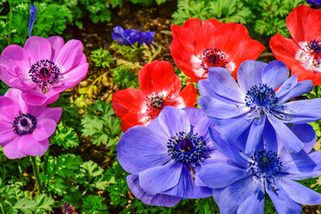 銀蓮花
