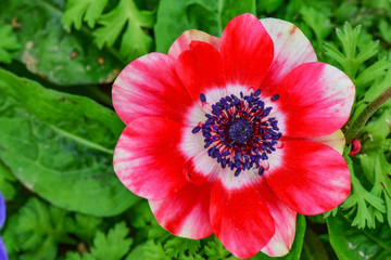 銀蓮花