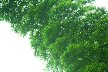 竹林