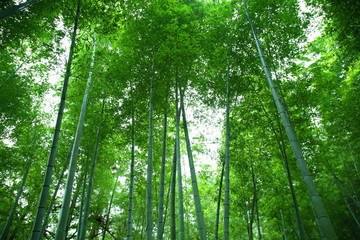 竹林