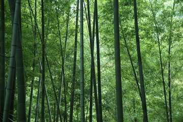 竹林